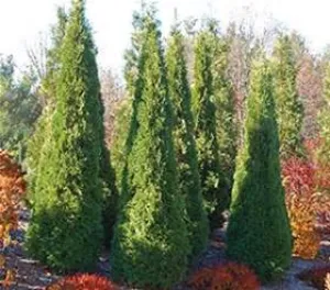 #8" arborvitae north pole