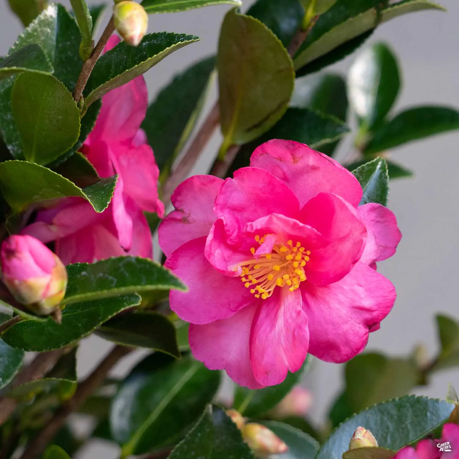 Camellia 'Shishi Gashira' | Matsuda's